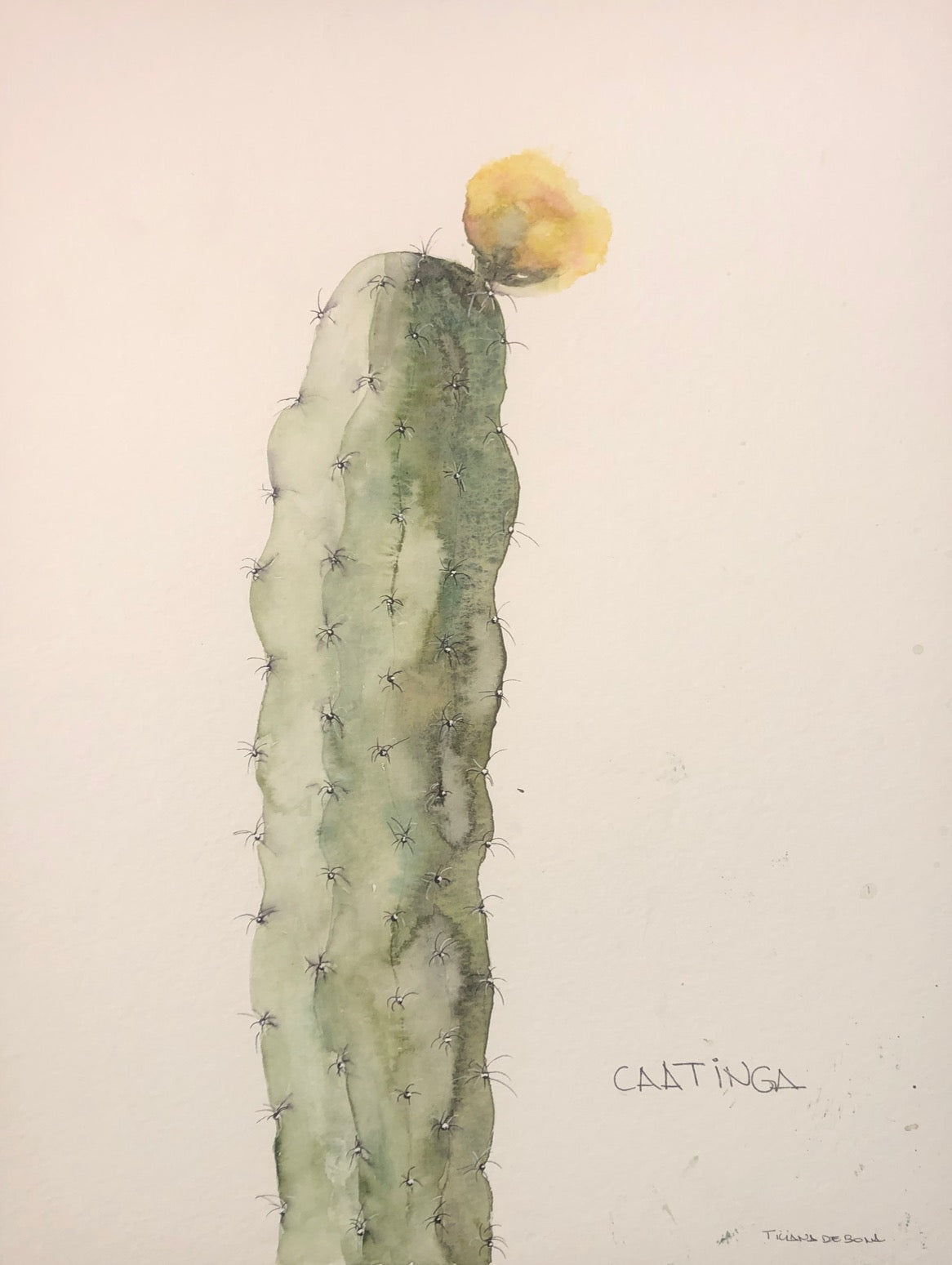 Aquarela Caatinga - MooMoo por um mundo melhor!